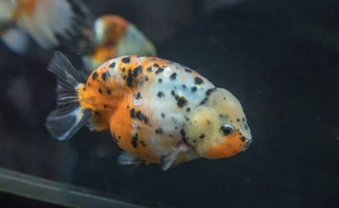 Ranchu Calico