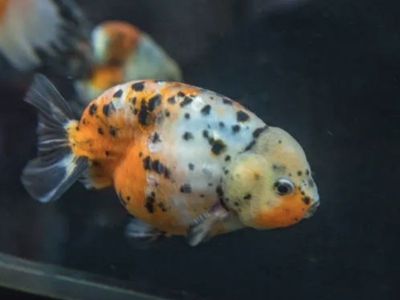 Ranchu Calico