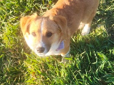 Lost corgi