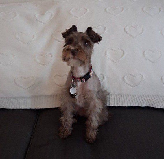 Schnauzer Dog (Female)