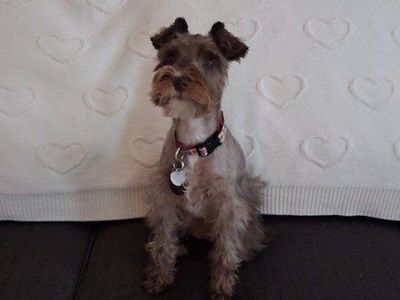 Schnauzer Dog (Female)