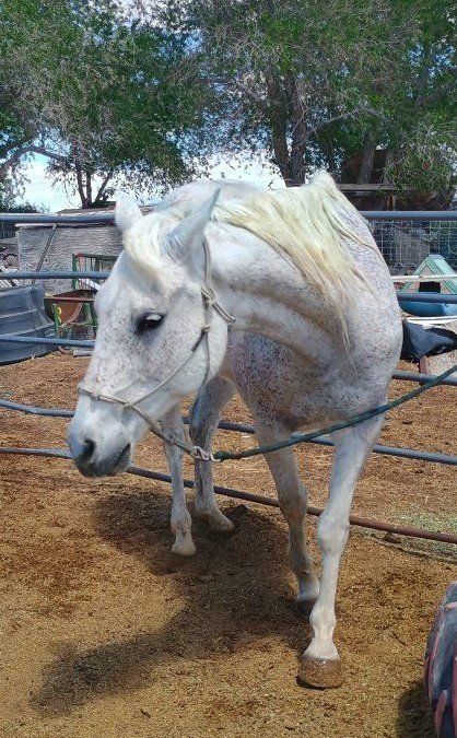 15 Year Old Gelding Quarter/Arabian