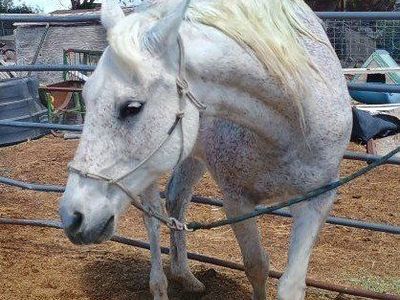 15 Year Old Gelding Quarter/Arabian