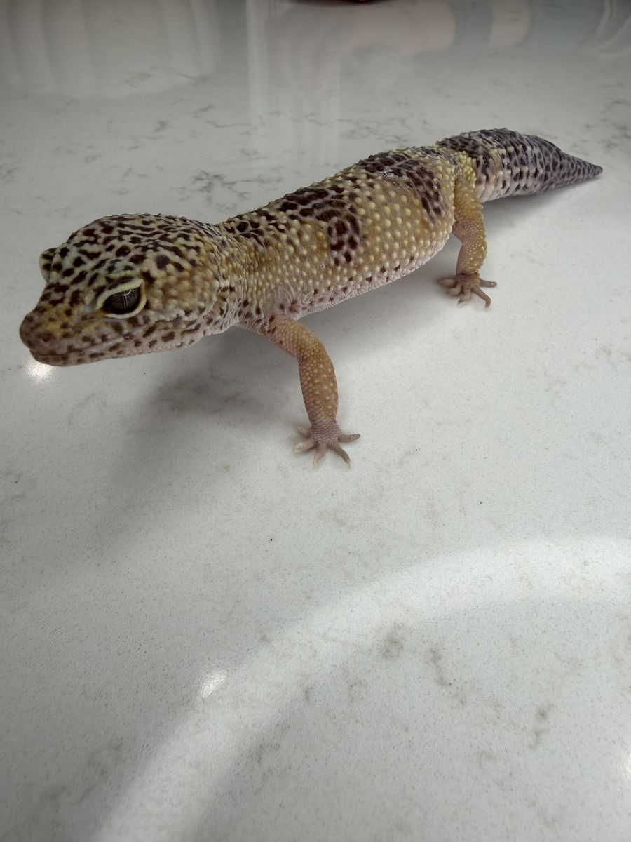 Leopard Gecko (Multiple For Sale)
