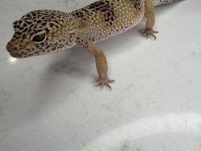 Leopard Gecko (Multiple For Sale)
