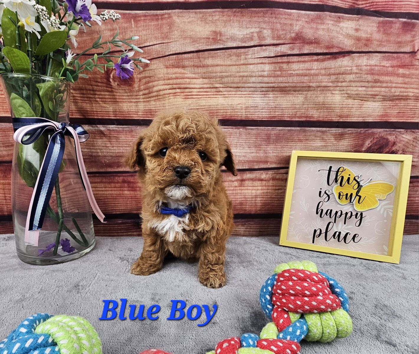 Maltipoo Puppies READY JUST IN TIME FOR VALENTINES