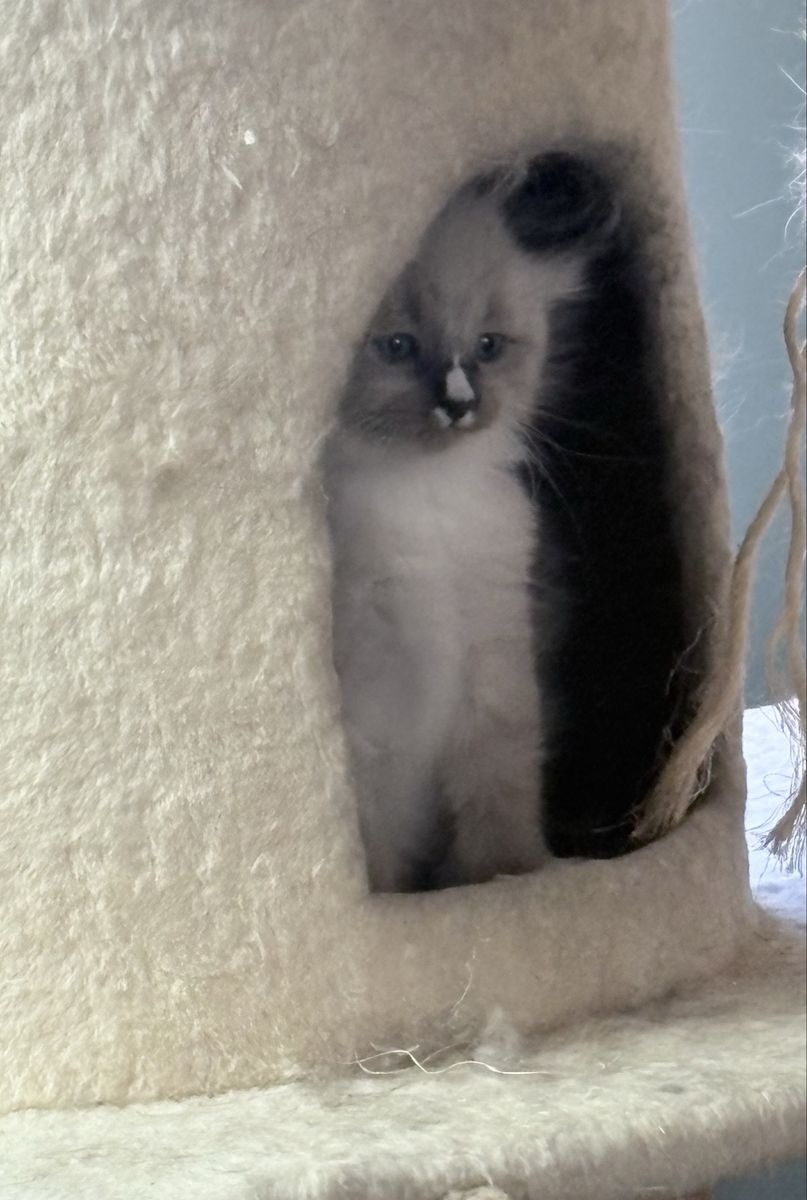 Siamese kittens