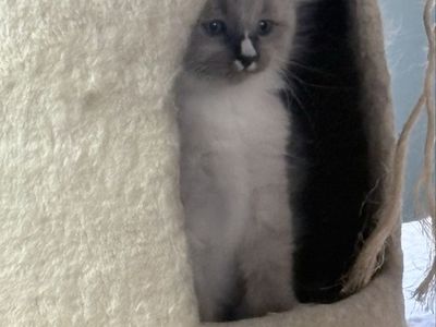 Siamese kittens
