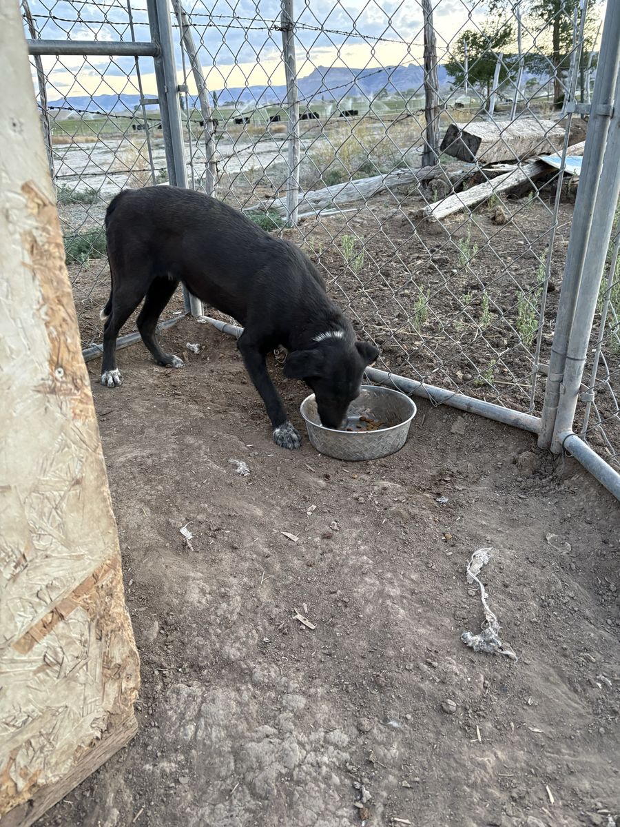 Border collie/ Idaho shag females