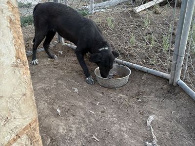 Border collie/ Idaho shag females
