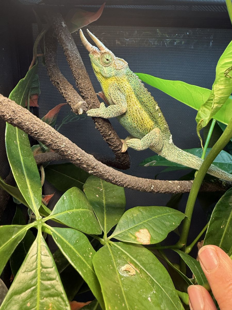 Rainbow Jackson’s Chameleon