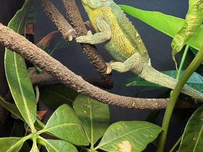 Rainbow Jackson’s Chameleon
