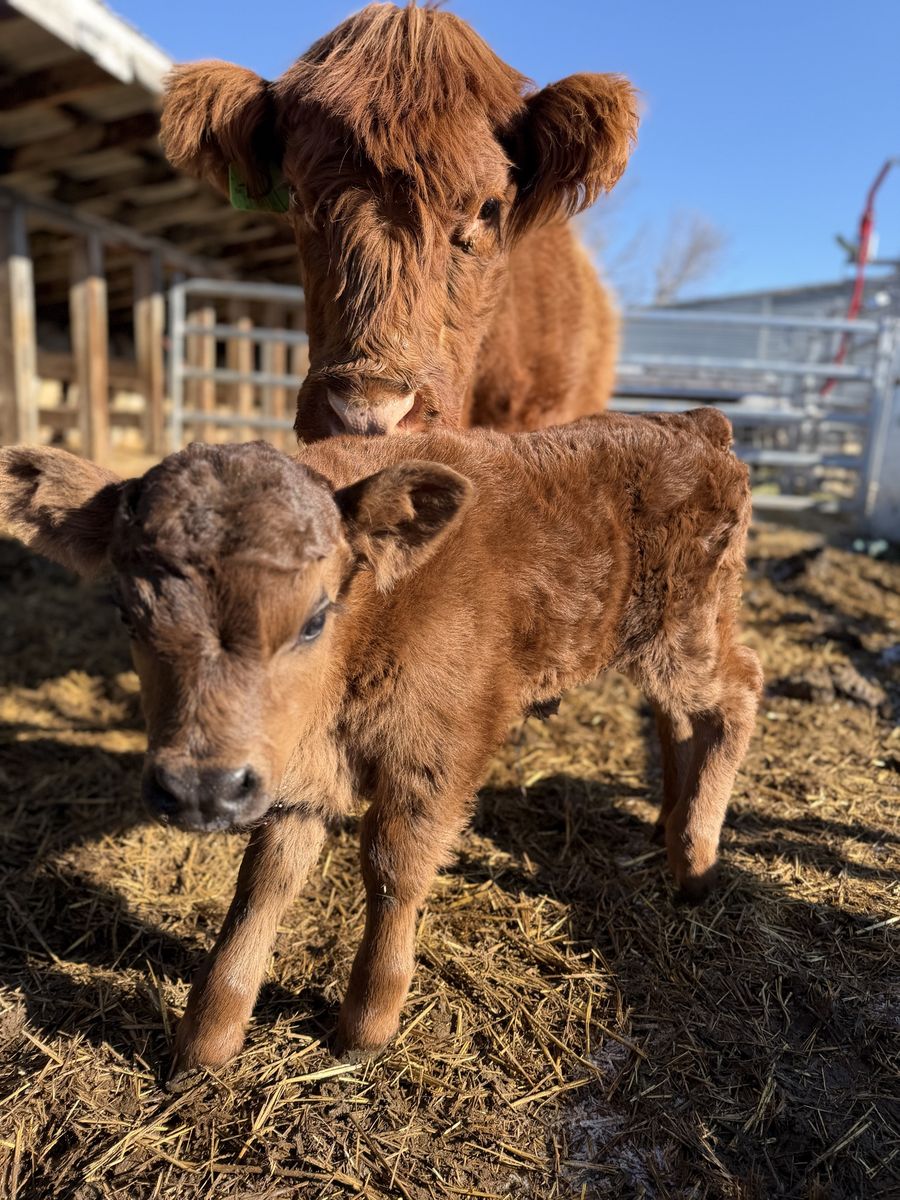 Mini Bull Calf