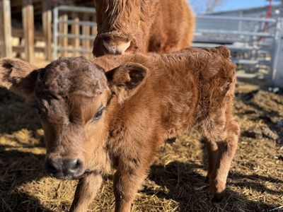 Mini Bull Calf