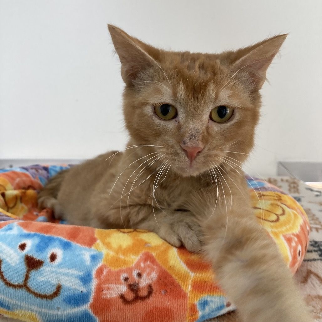 Hello my name is Ferris