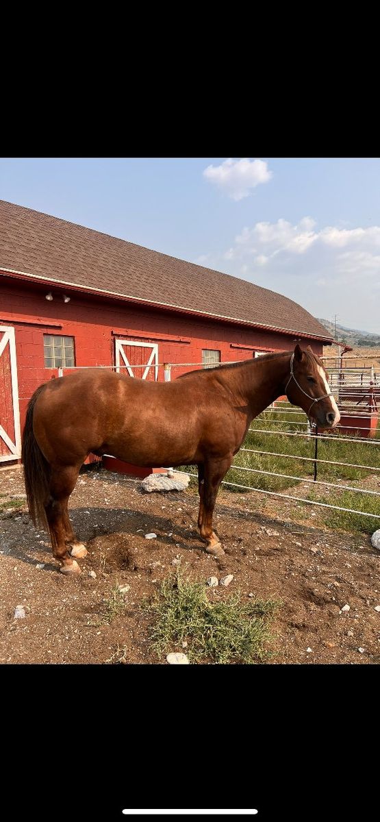 Registered 7 yo Gelding