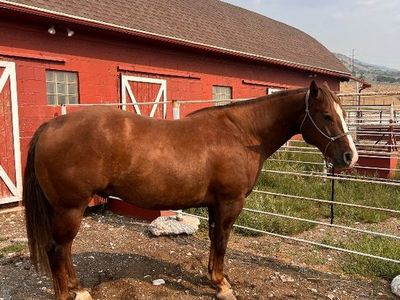 Registered 7 yo Gelding
