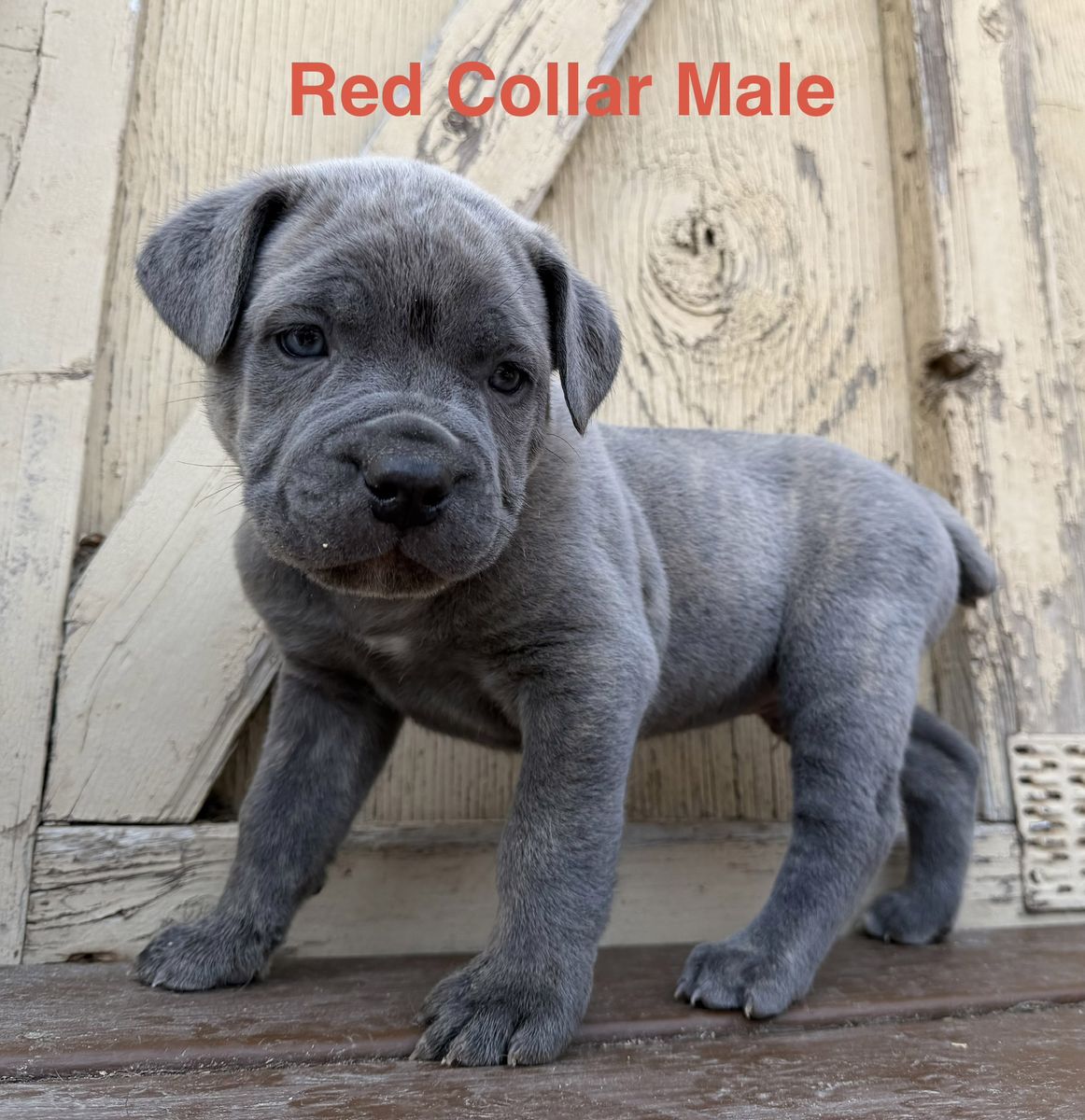 AKC Cane Corso Puppies