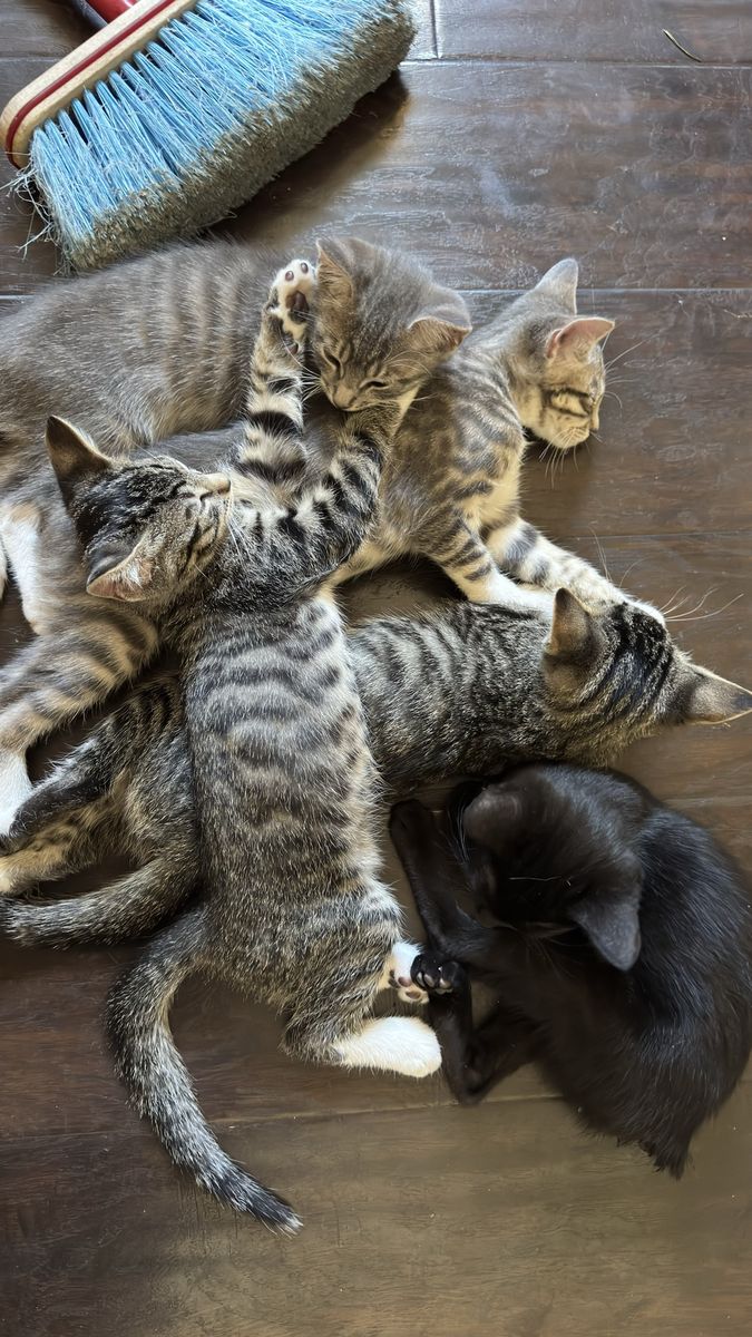 Free Kittens