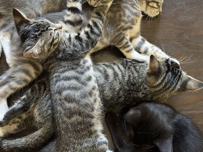 Free Kittens