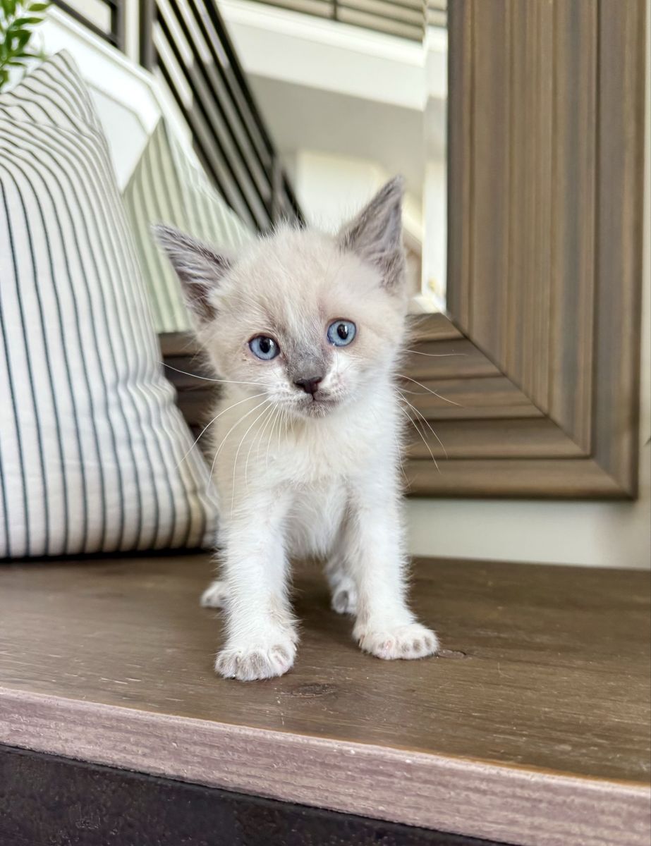 Beautiful fluffy white vaccinated 8 week kittens