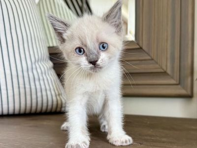 Beautiful fluffy white vaccinated 8 week kittens