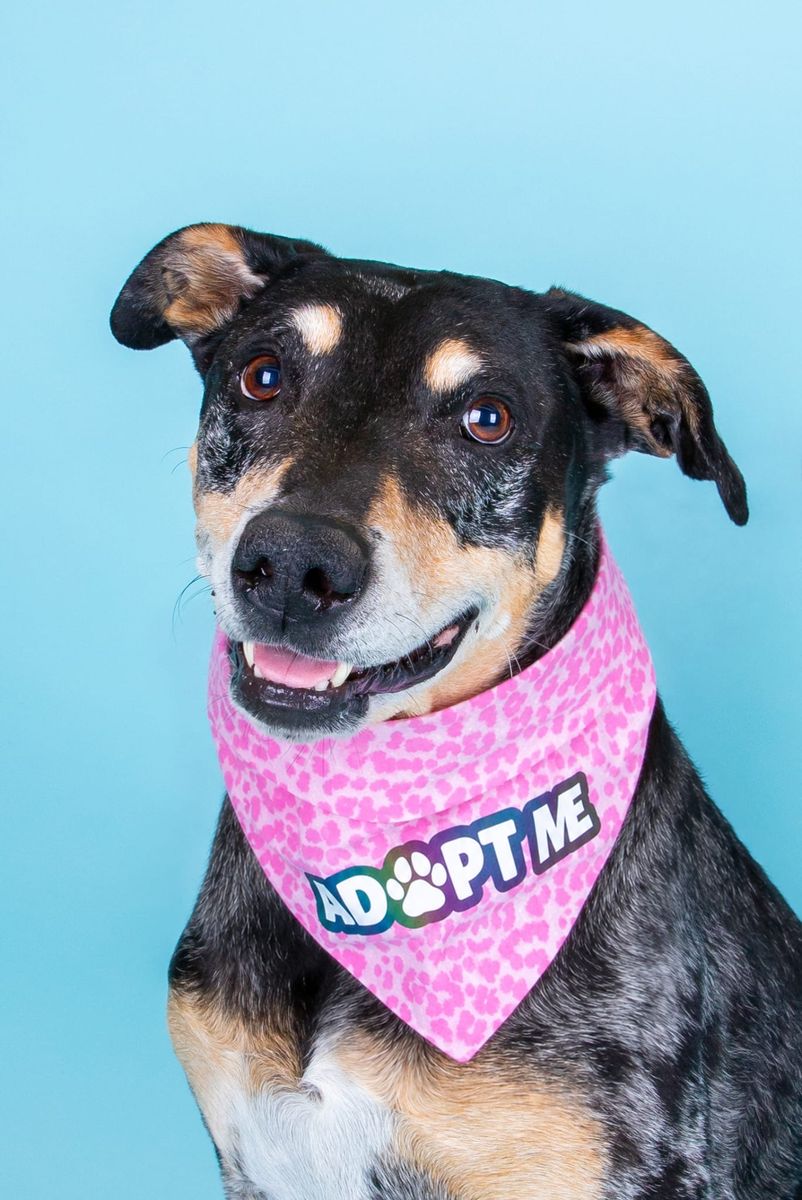 Adopt Lorelai – The Loyal, Low-Maintenance