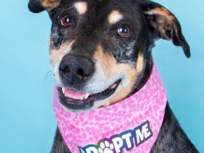 Adopt Lorelai – The Loyal, Low-Maintenance