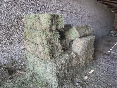 24 Small Square Alfalfa Hay Bales 50-60lbs