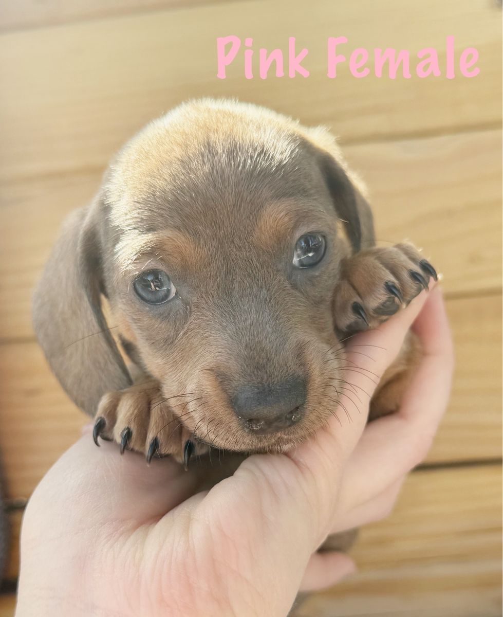 Mini Dachshund Puppies