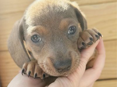 Mini Dachshund Puppies