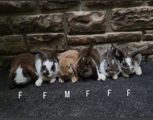 Rex/Lop Mix Baby Bunnies - Sweet and Friendly