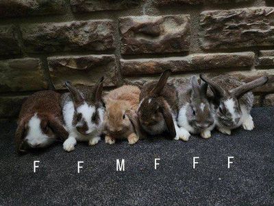 Rex/Lop Mix Baby Bunnies - Sweet and Friendly