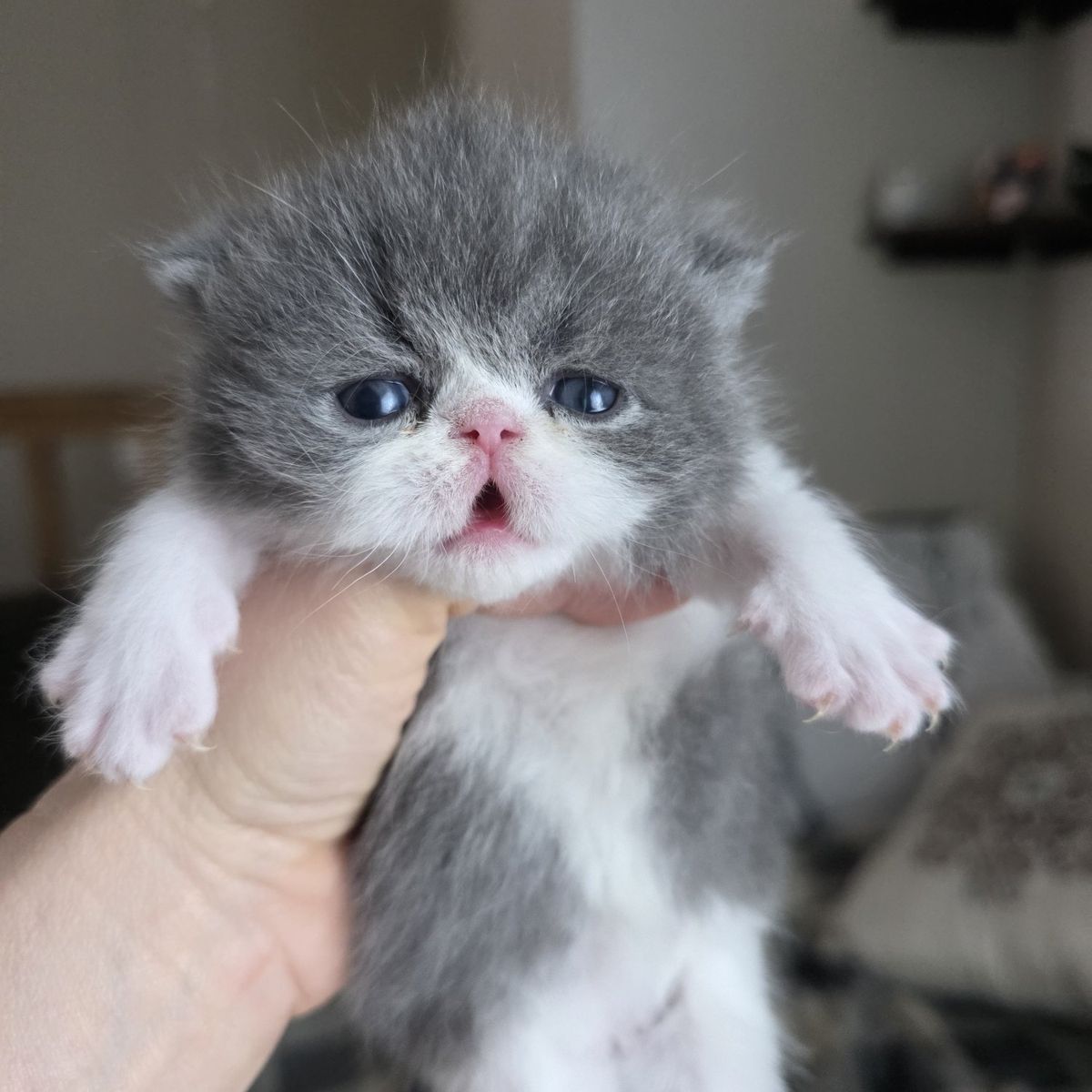 Purebred Persian kittens (4 girls, 4 boys)