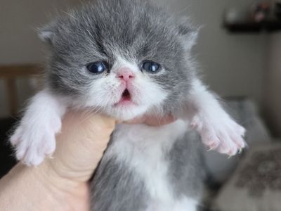 Purebred Persian kittens (4 girls, 4 boys)