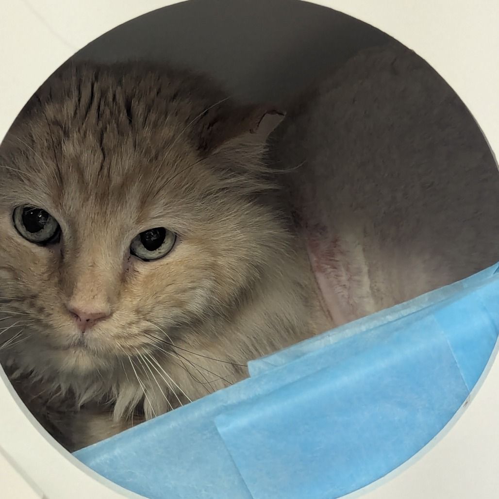 Hello my name is Bongo