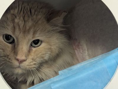 Hello my name is Bongo