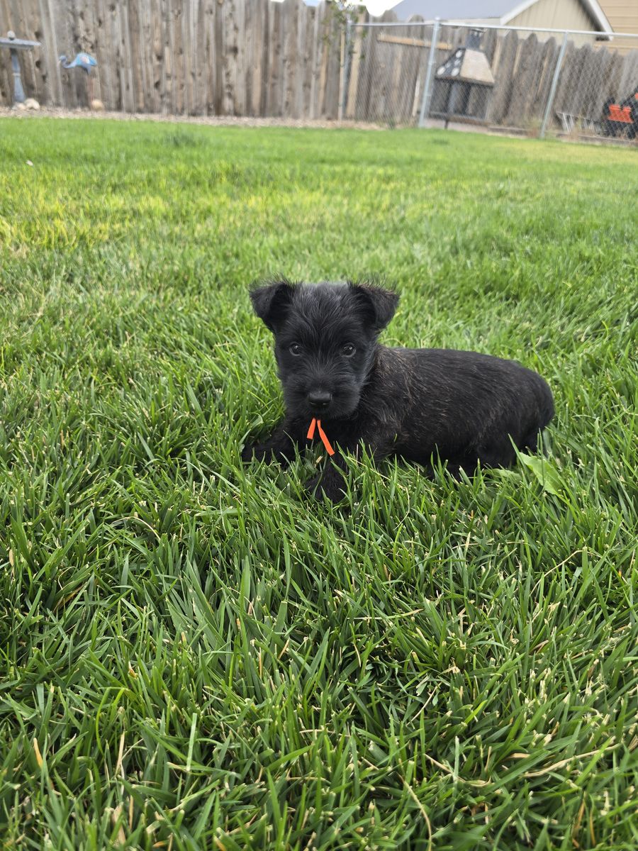 AKC Scottish Terriers