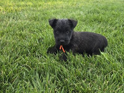 AKC Scottish Terriers