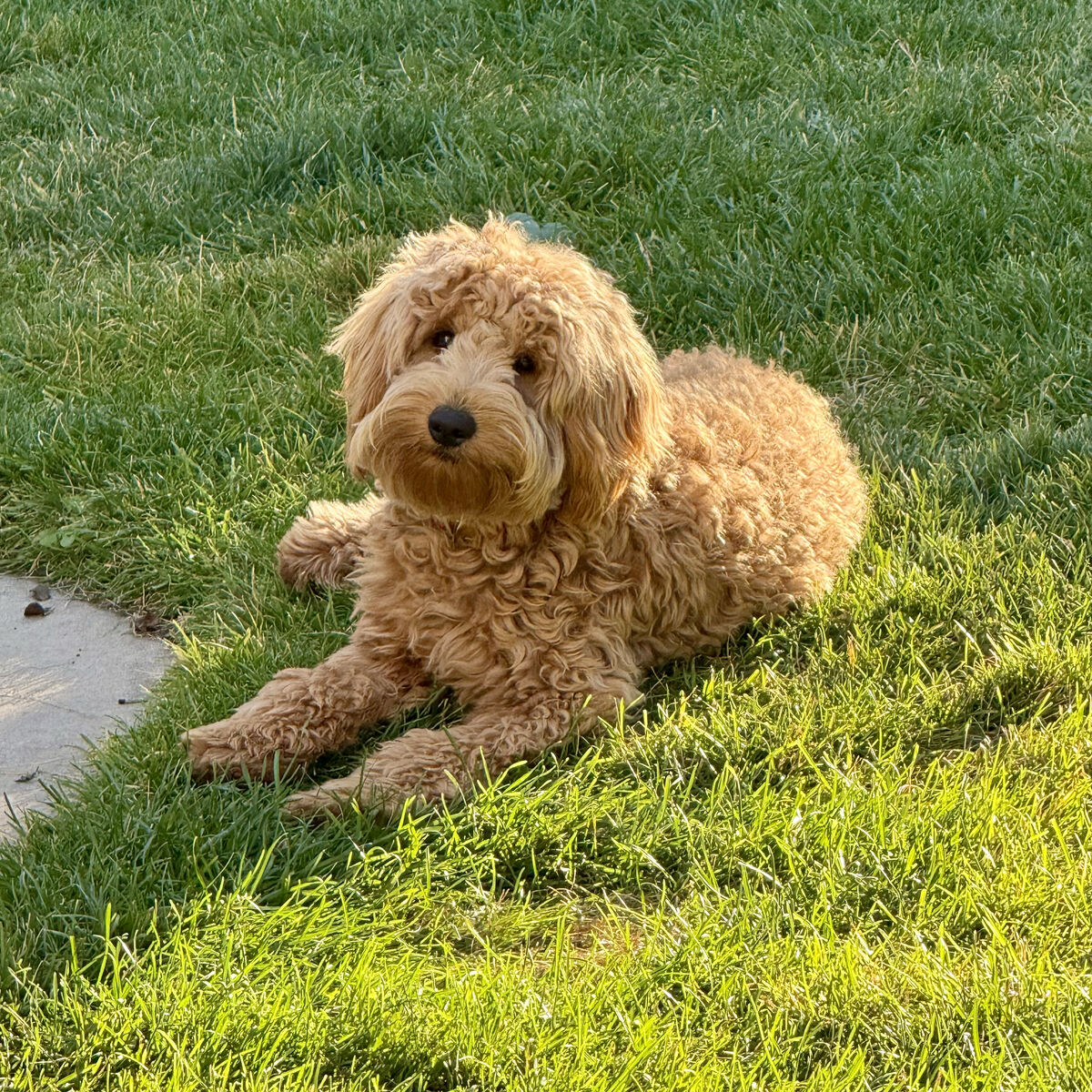 Duke! 2 Year Old Mini Goldendoodle - For Sale