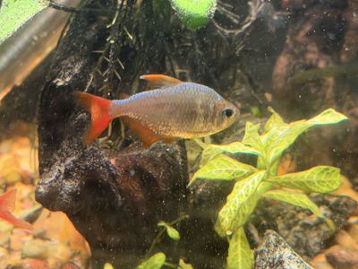 Lots Of Fish. Trades Possible
