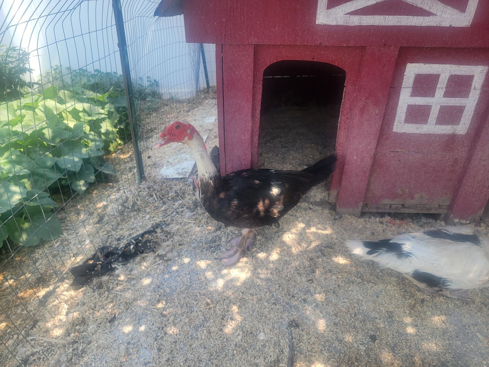 Muscovy duck drake
