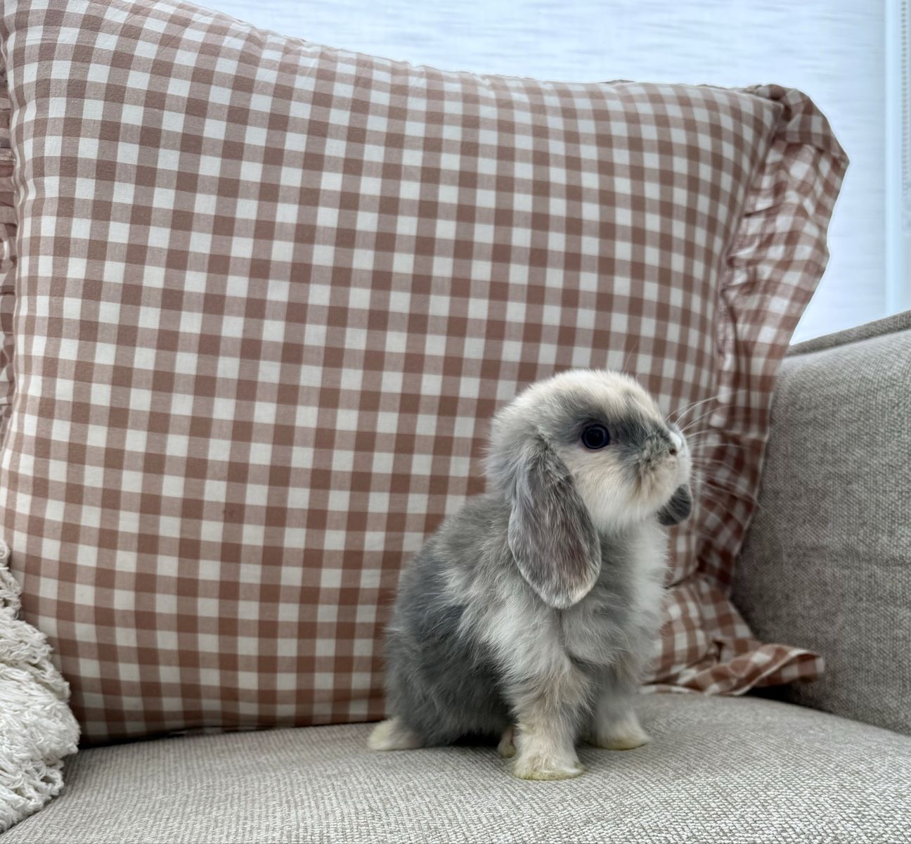 Purebred Holland Lop Bunnies - Buck & Doe Available, Socialized & Ready 07/17