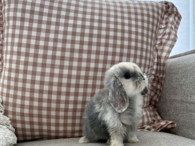 Purebred Holland Lop Bunnies - Buck & Doe Available, Socialized & Ready 07/17