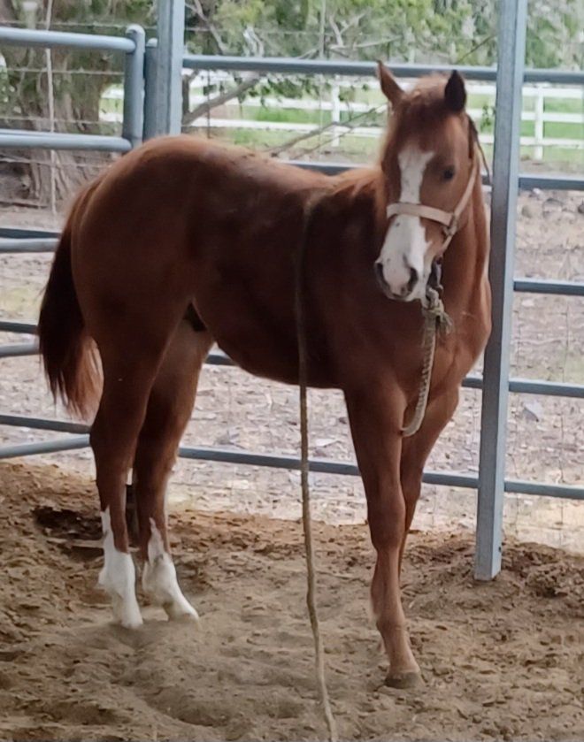 Aqha colt double bred Corona Cartel