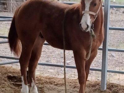 Aqha colt double bred Corona Cartel