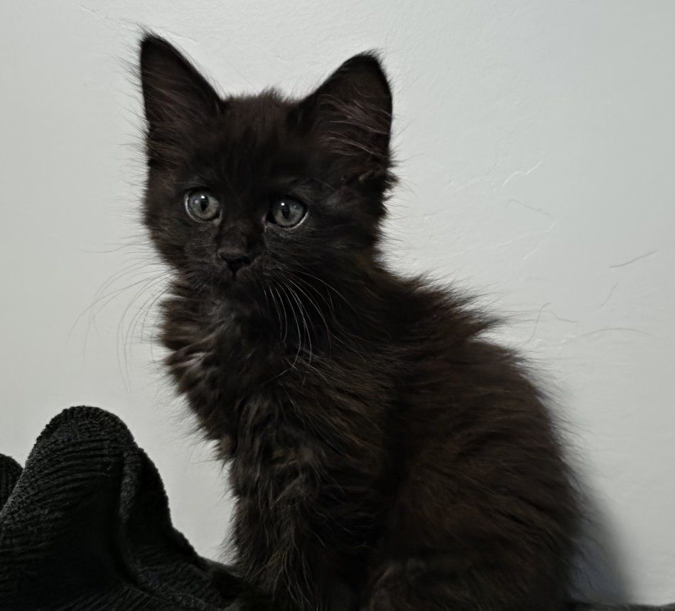 Siberian girl kitten hypoallergenic