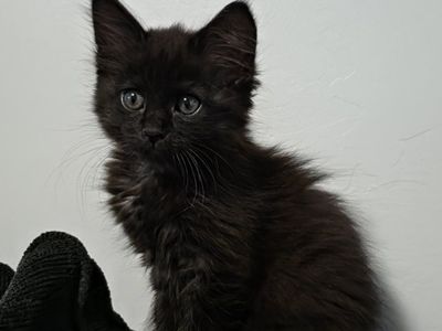 Siberian girl kitten hypoallergenic