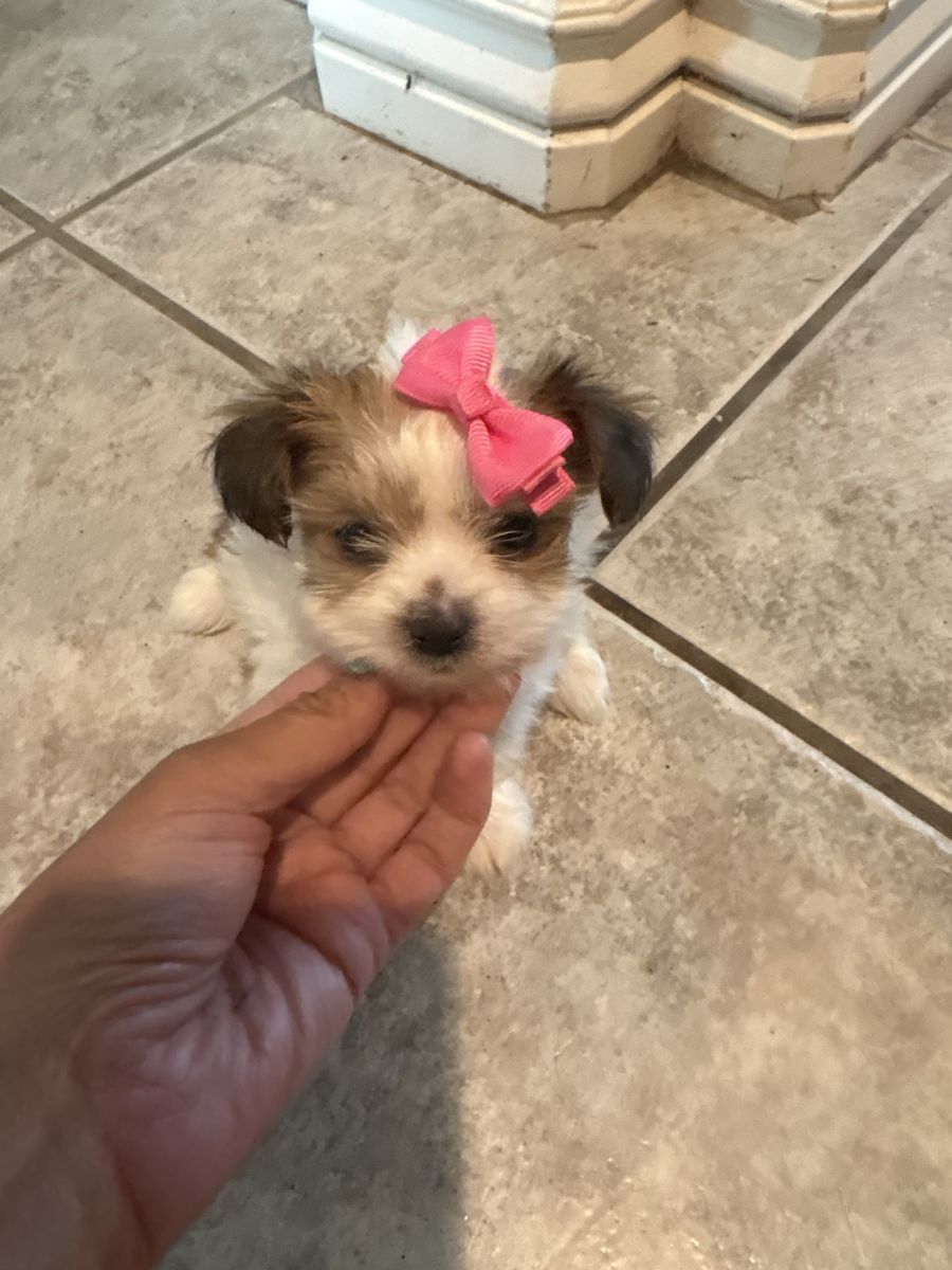 Teacup Yorkie puppies