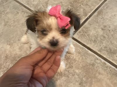Teacup Yorkie puppies
